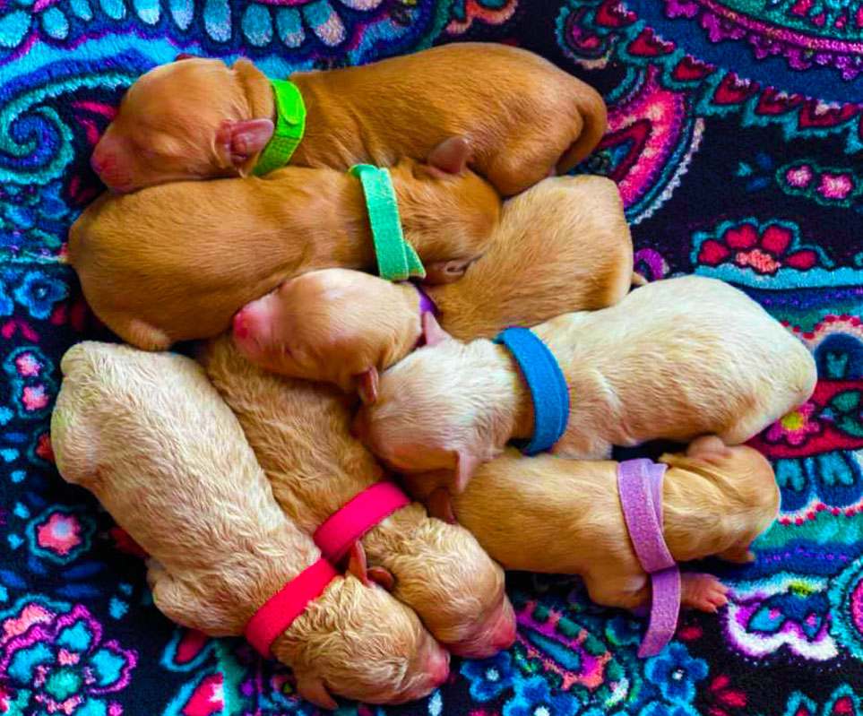 Cute Puppy Pile Image 