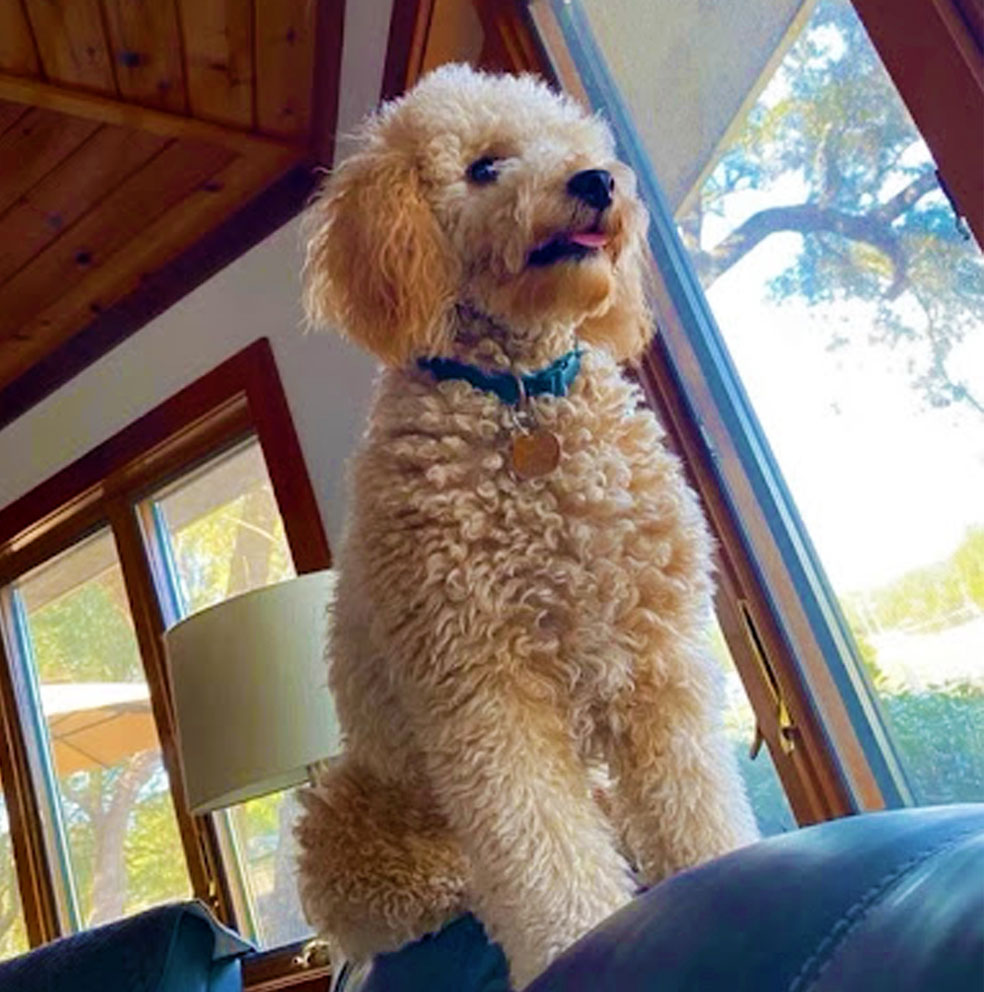 Mini Goldendoodle Puppy Parent Mother Janeway Sitting On A Chair