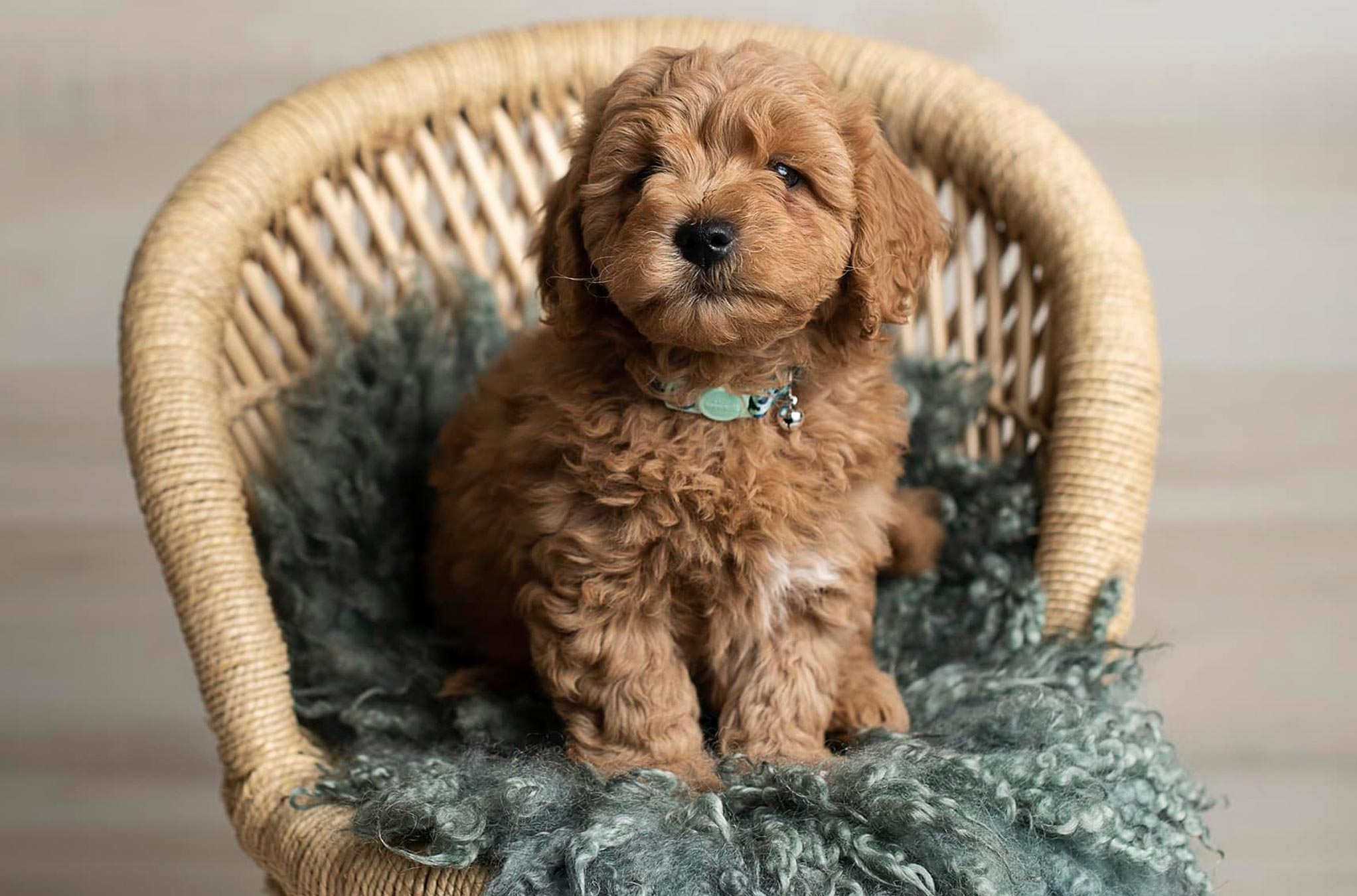 Mini Goldendoodle Puppy Sitting In a Chair Posing Image