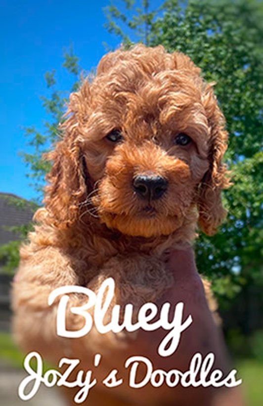 Past Litter Puppy Bluey Mini Goldendoodle