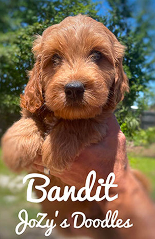 Past Litter Puppy Bandit Mini Goldendoodle