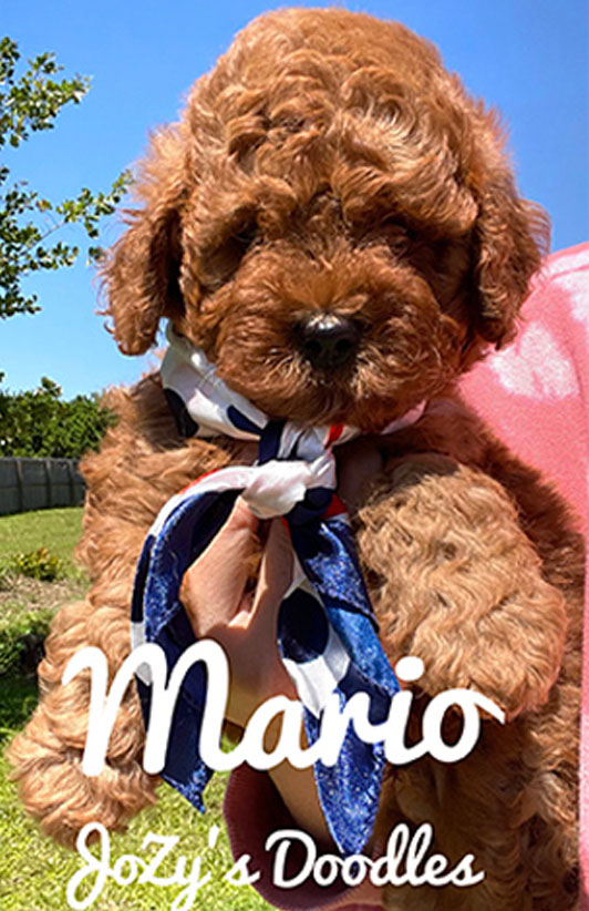 Past Litter Puppy Mario Mini Goldendoodle