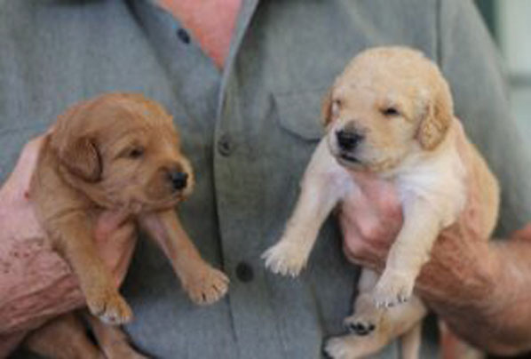 Person holding two mini goldendoodle puppies image