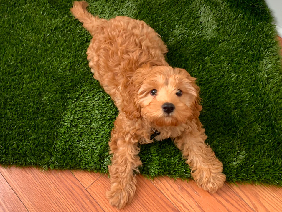 Image of Puppy On Fake Grass Potting Training