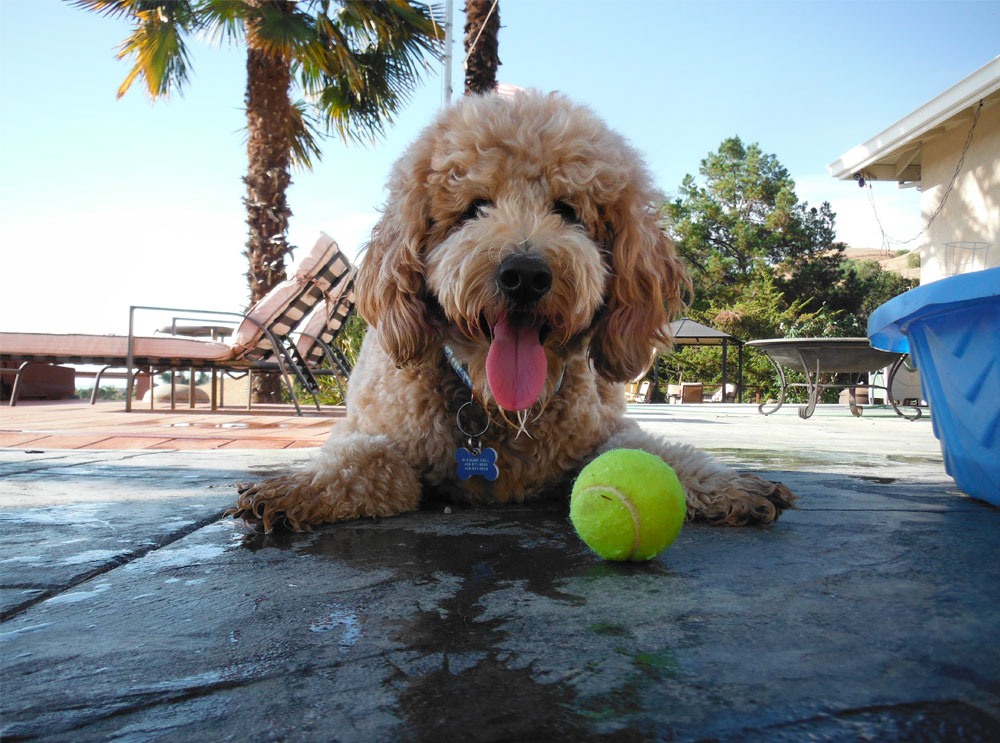 Mini Goldendoodle Puppy with Tennis Ball at the Beach Image