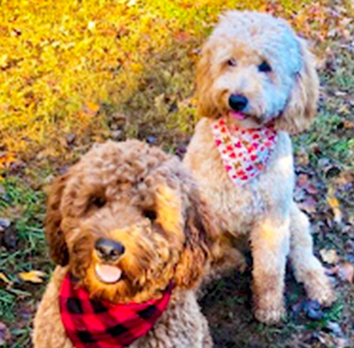 Mini Goldendoodles Puppy Parents Zoey and Zion with Cute Bandanas