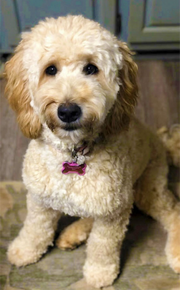 Mini Goldendoodle Puppy Parent Mother Zoey with Pink Name Tag