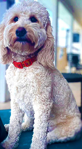 Goldendoodle Zoey Puppy Parent Sitting Wearing Red Collar