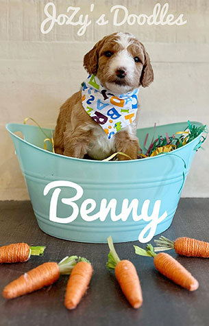 AMORE-Litter-Benny