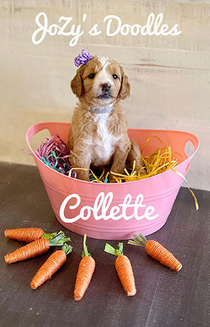 AMORE-Litter-Collette