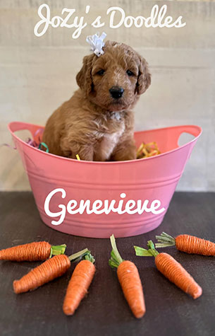 AMORE-Litter-Genevieve