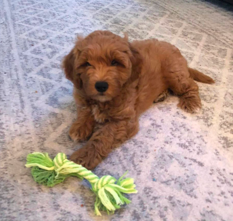 Alison Scott Happy Client Mini Goldendoodle Puppy