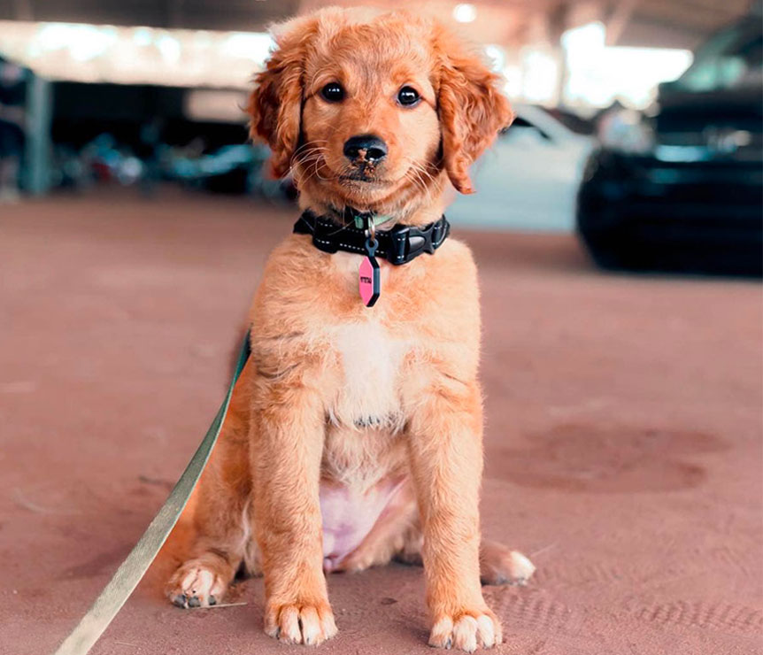 Amy Donaldson Happy Client Mini Goldendoodle Puppy