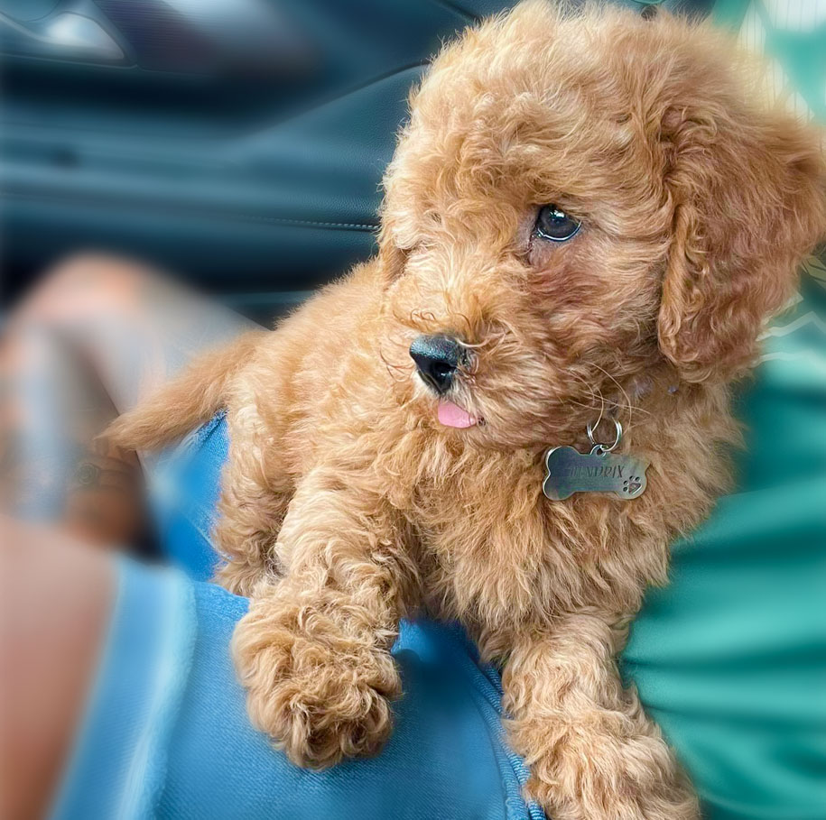 Britt Brew Happy Client Mini Goldendoodle Puppy