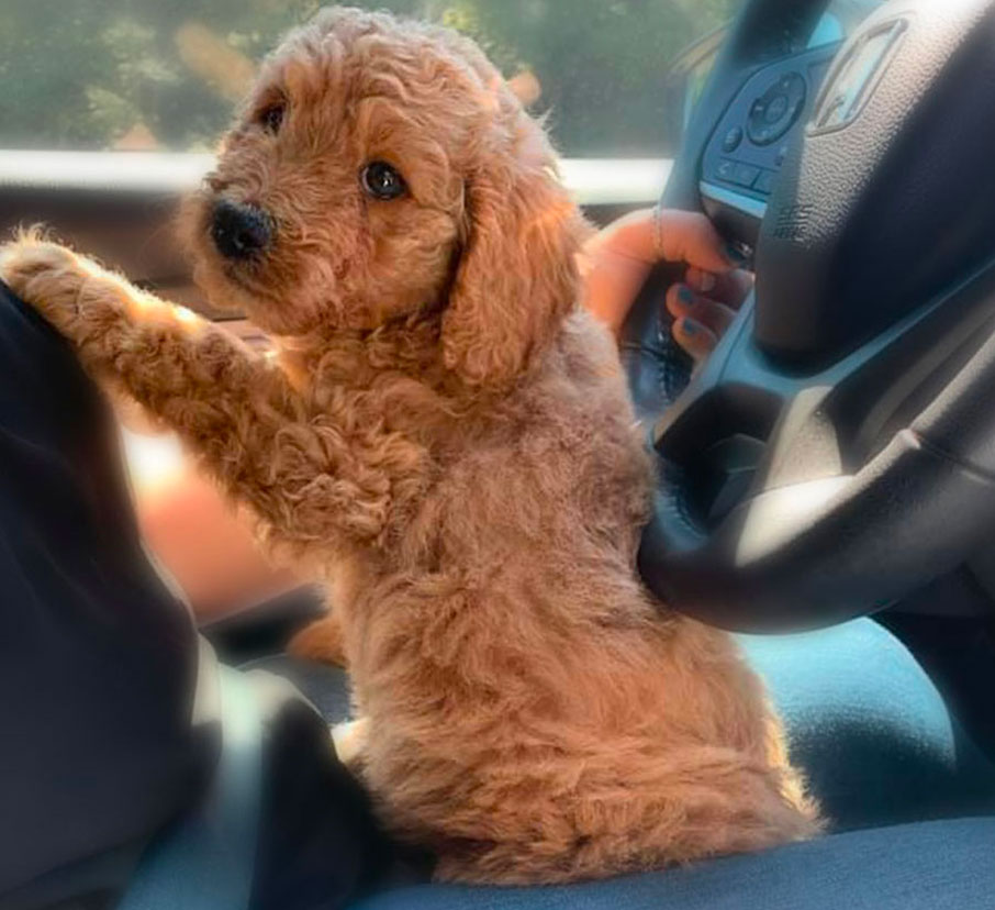 Candace Galloway Happy Client Mini Goldendoodle Puppy