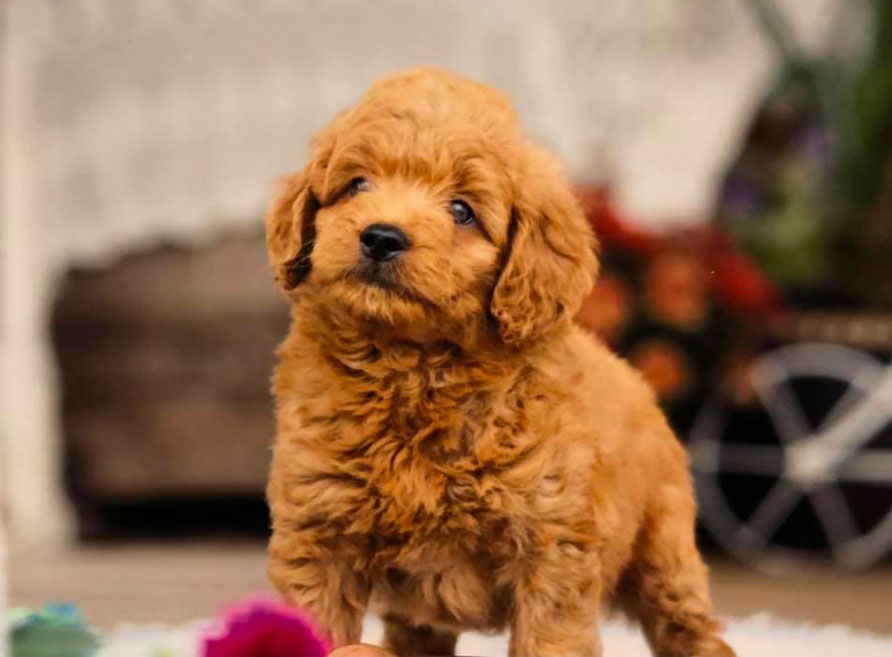 Cute Mini Goldendoodle Puppy