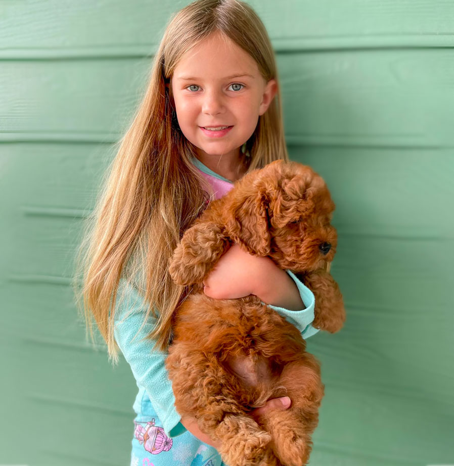 Erin Chaffin Happy Client Mini Goldendoodle Puppy