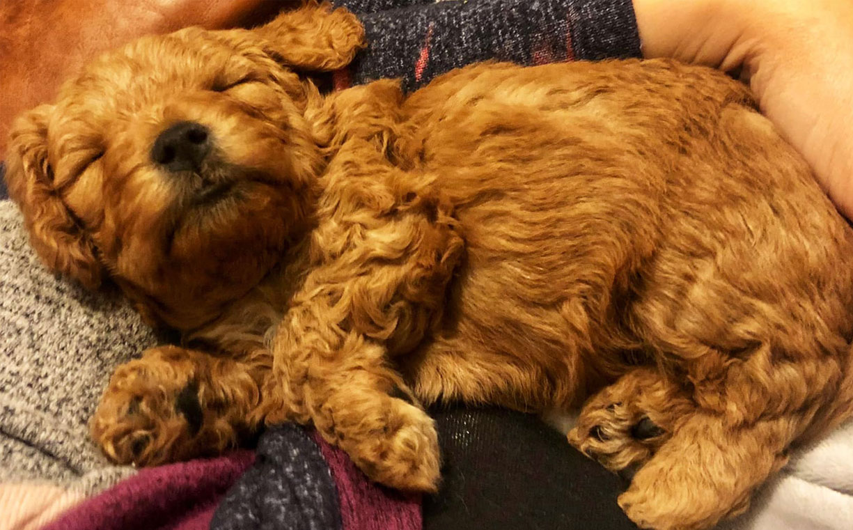 Mini Goldendoodle Puppy Sleeping