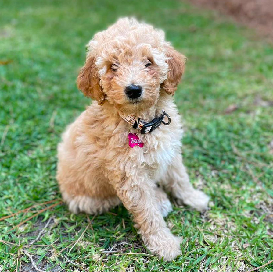 Haley Dickerson Happy Client Mini Goldendoodle Puppy