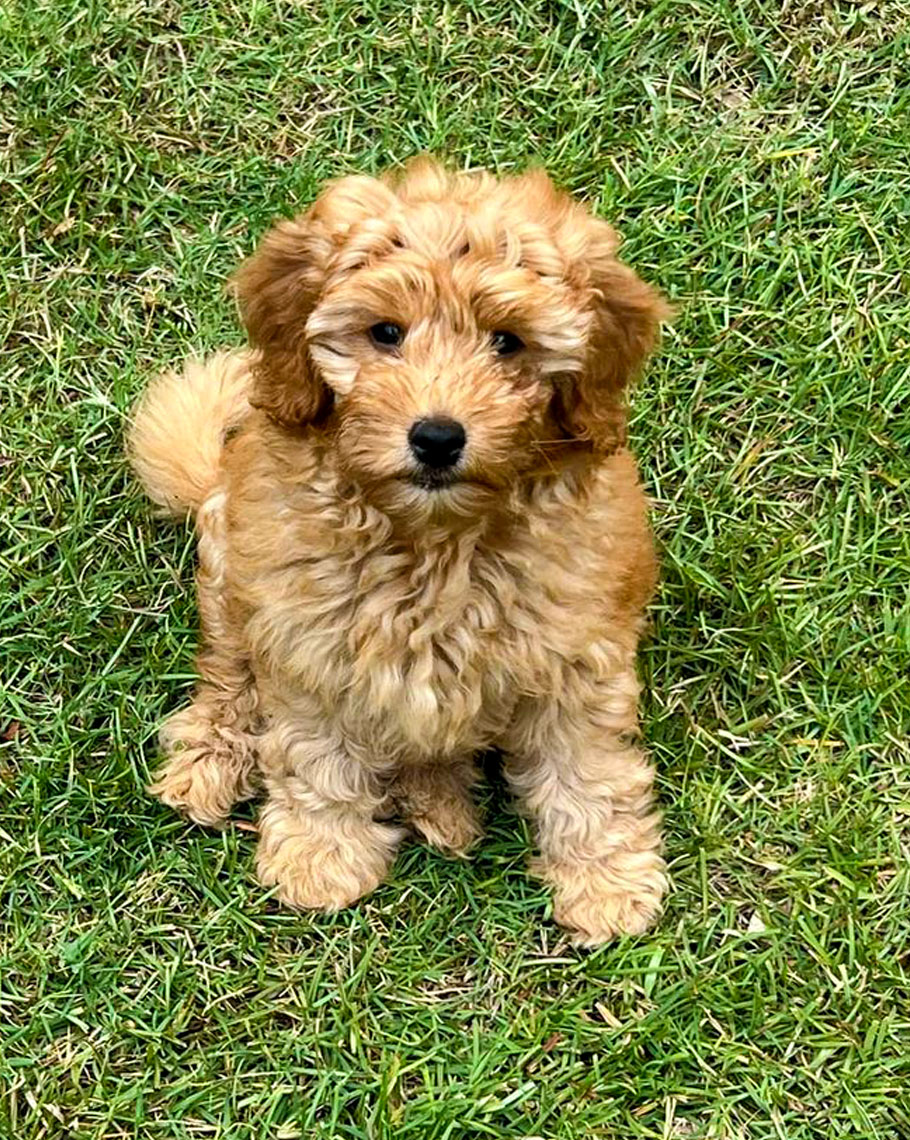 Janine White Williams Happy Client Mini Goldendoodle Puppy