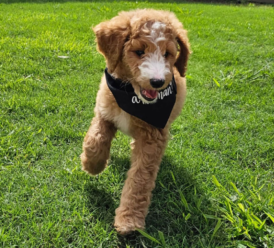 Jonathan and Adrianne Fuqua Happy Client Mini Goldendoodle Puppy