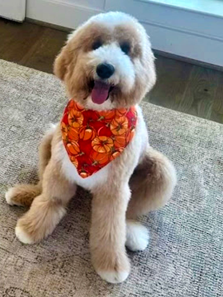 Medium Sized Golden Doodle