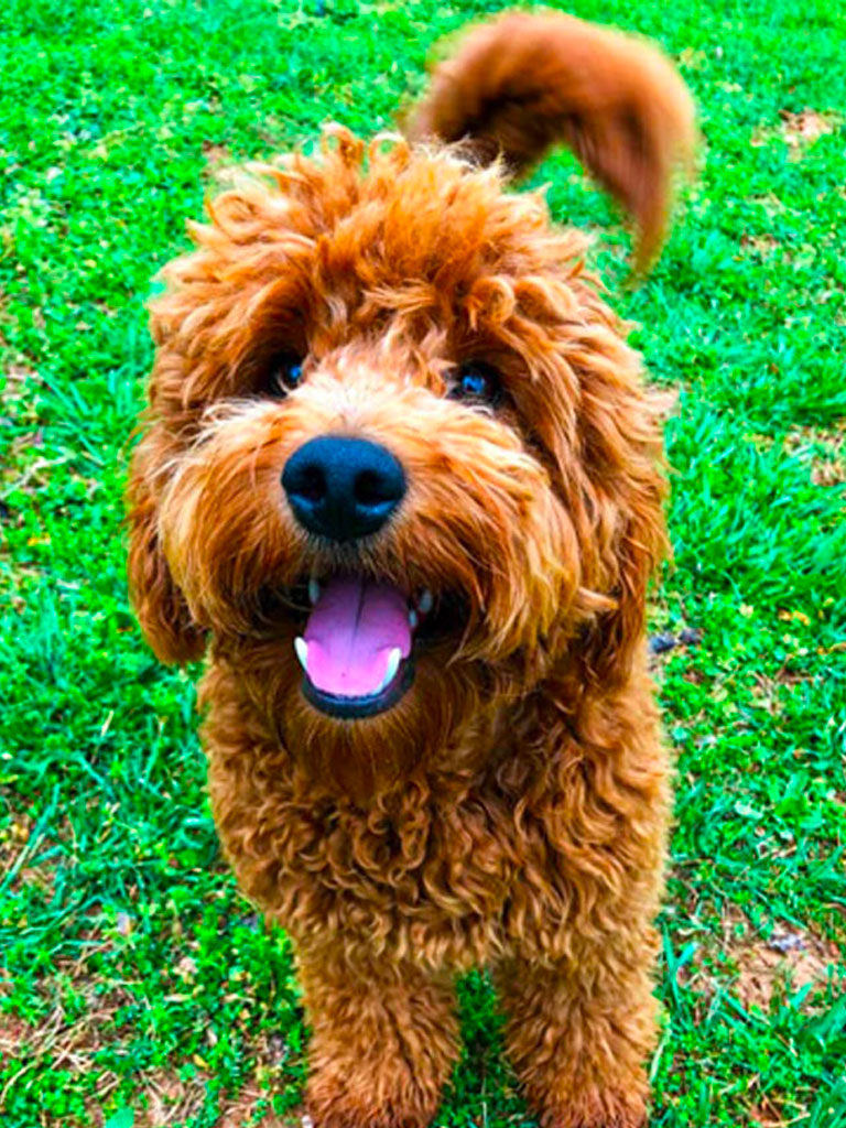 Mini Sized Goldendoodle