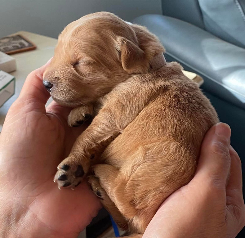 New Born Goldendoodle Puppy Sleeping