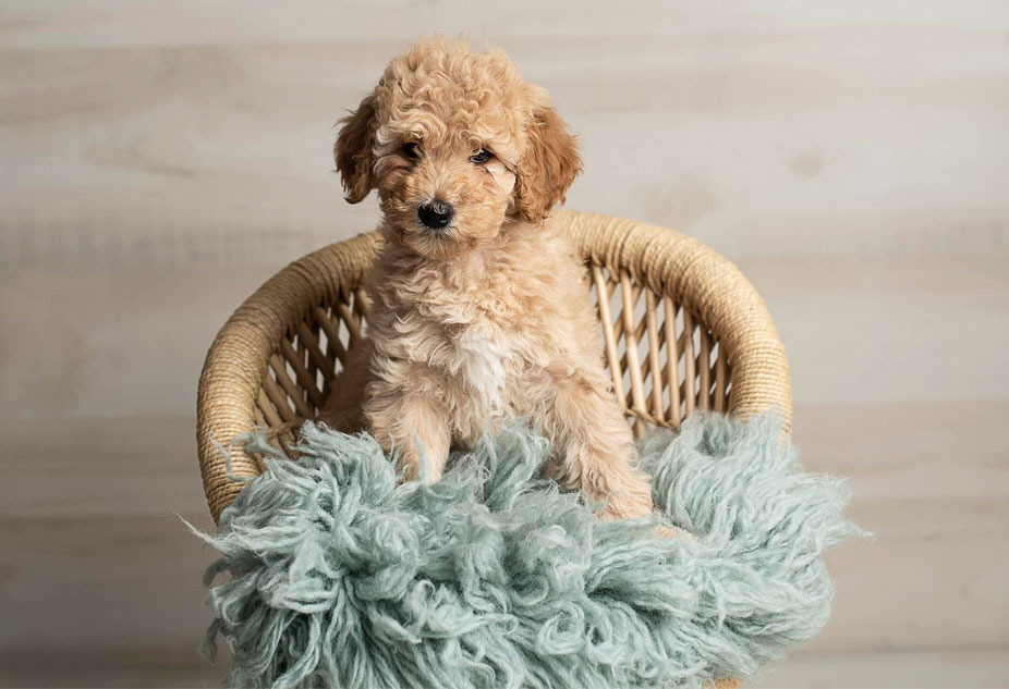 Goldendoodle Mini Photoshoot