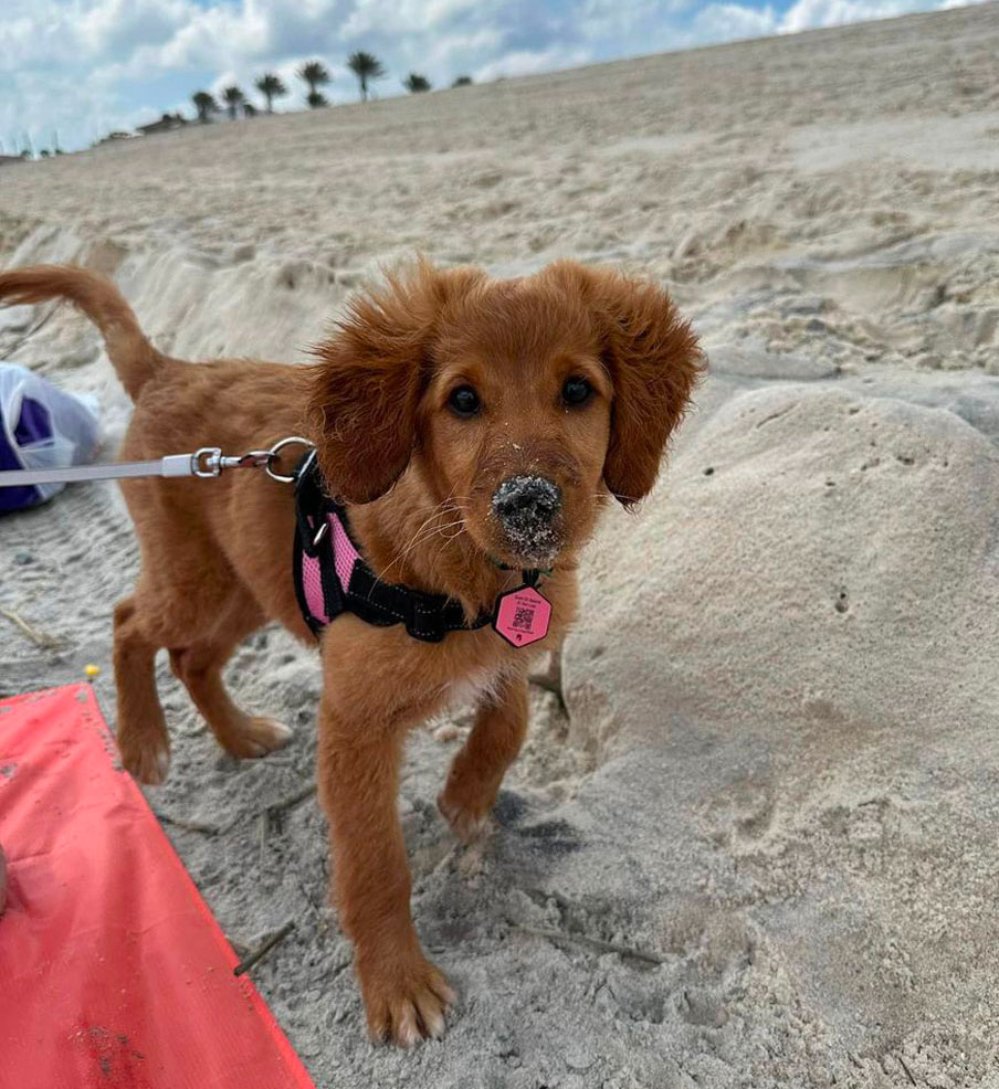 Skyler Donaldson-Happy Client Mini Goldendoodle Puppy