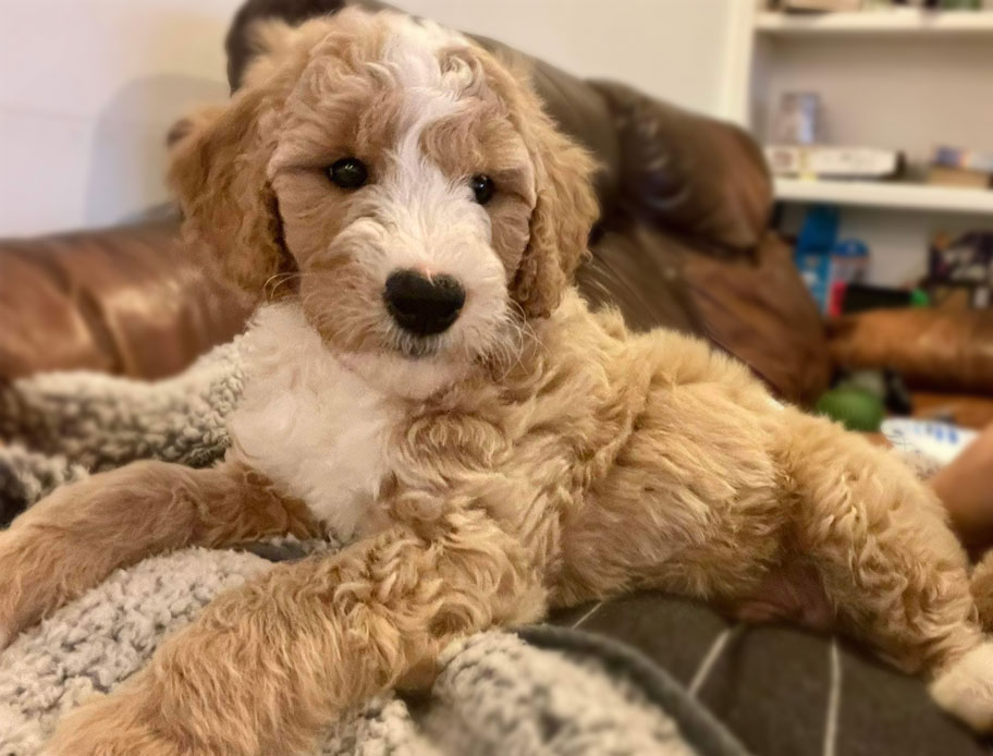 Teresa Bridges Lucas Happy Client Mini Goldendoodle Puppy