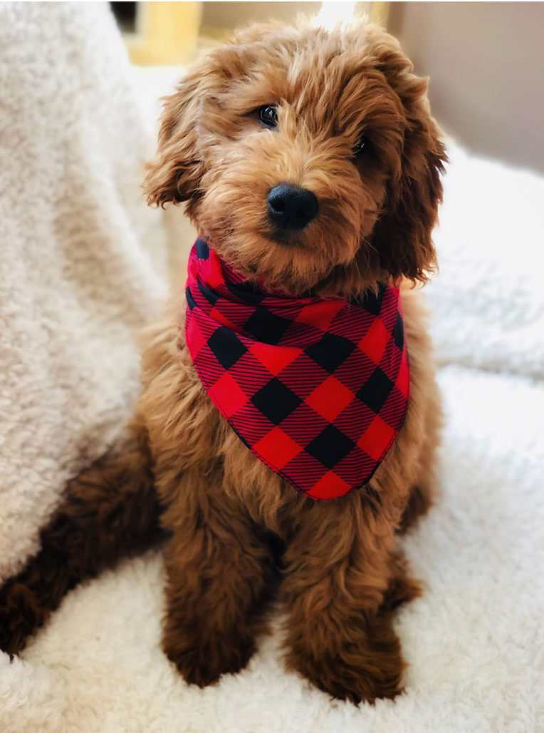 Zion Mini Goldendoodle As A Puppy with a Red and Black Bandana