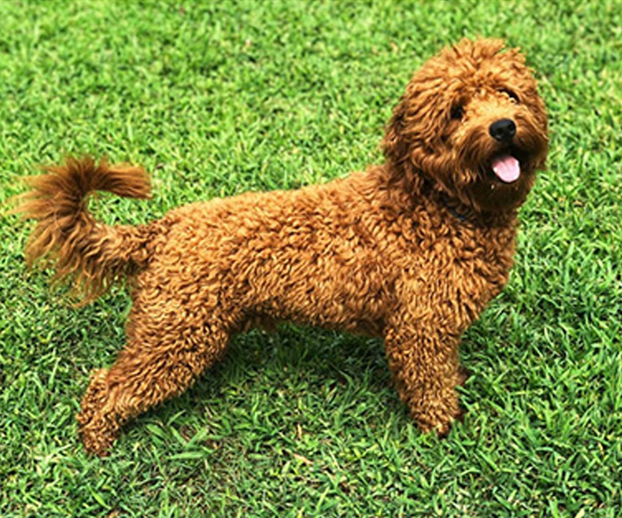 Zion Mini Goldendoodle Full Body Standing In Grass