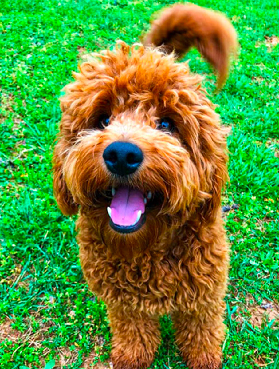 Zion Mini Goldendoodle Looking Straight Ahead Standing in Grass