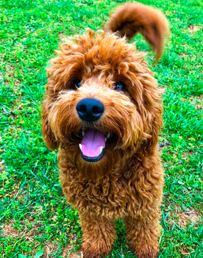 Zion Goldendoodle Puppy Parent Standing in Grass Looking forward