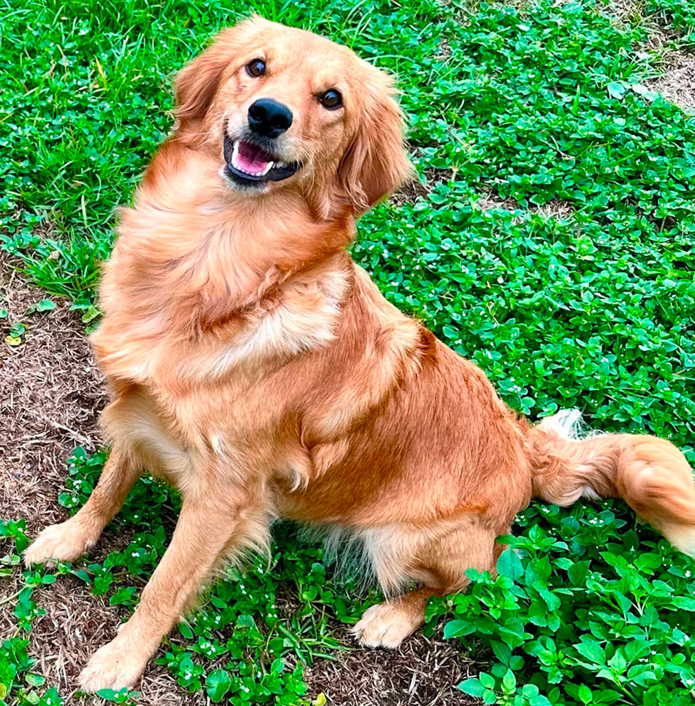 Zuri Puppy Parent Mother Playful In Grass