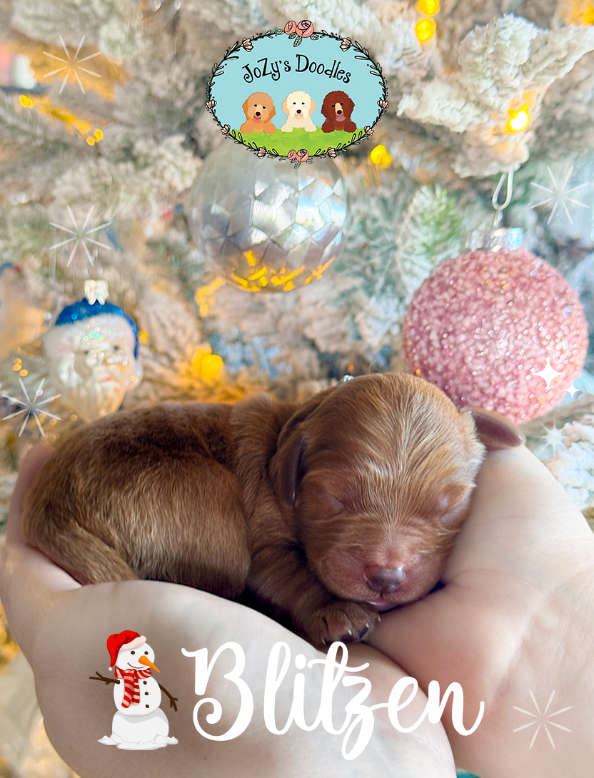 Blitzen-832-x-1090 Blitzen is a Male Mini Golden Doodle Puppy available at JoZy's Doodles.