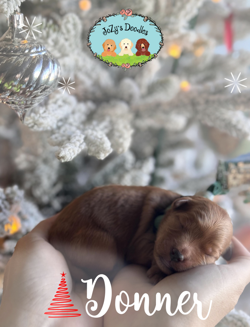 Donner-832-x-1090 Donner is a Male Mini Golden Doodle Puppy available at JoZy's Doodles.