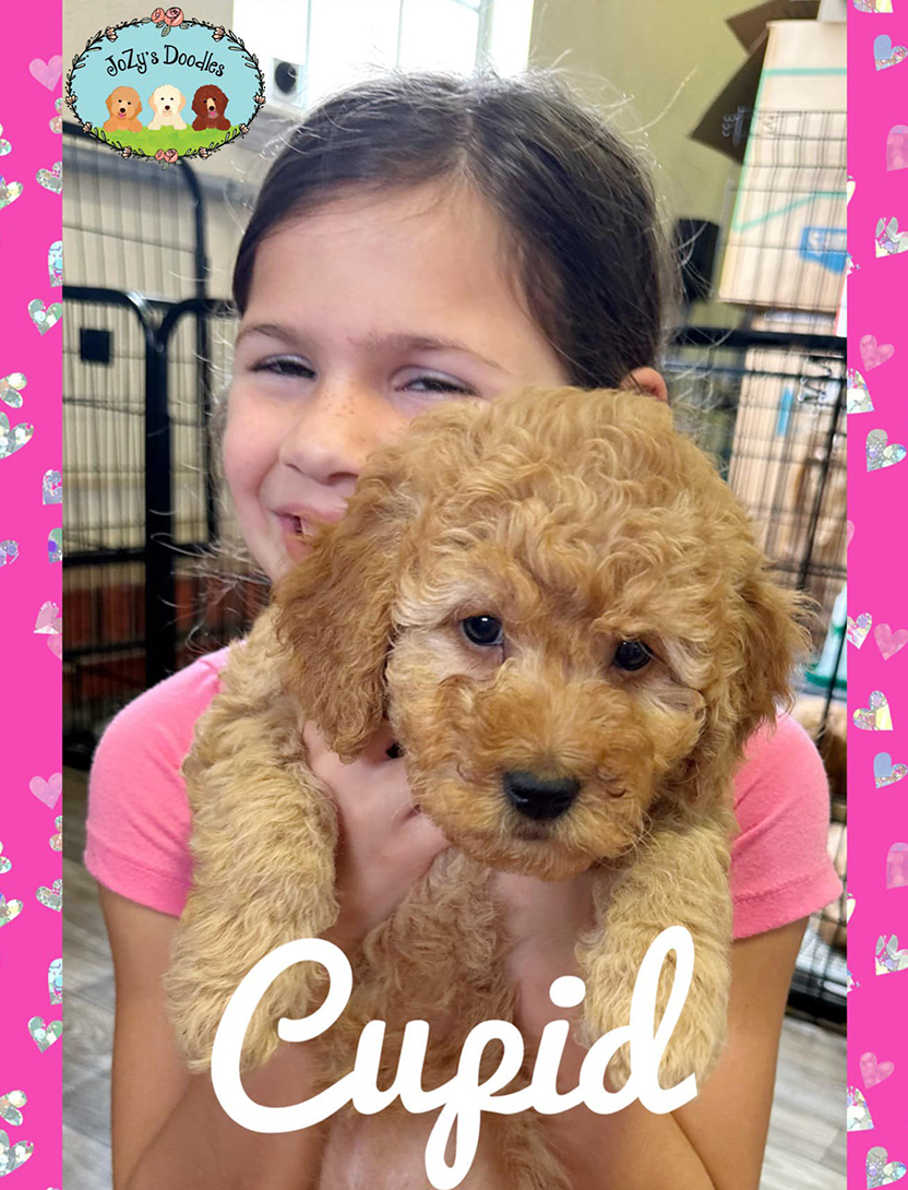 Cupid Goldendoodle Mini 8 weeks old