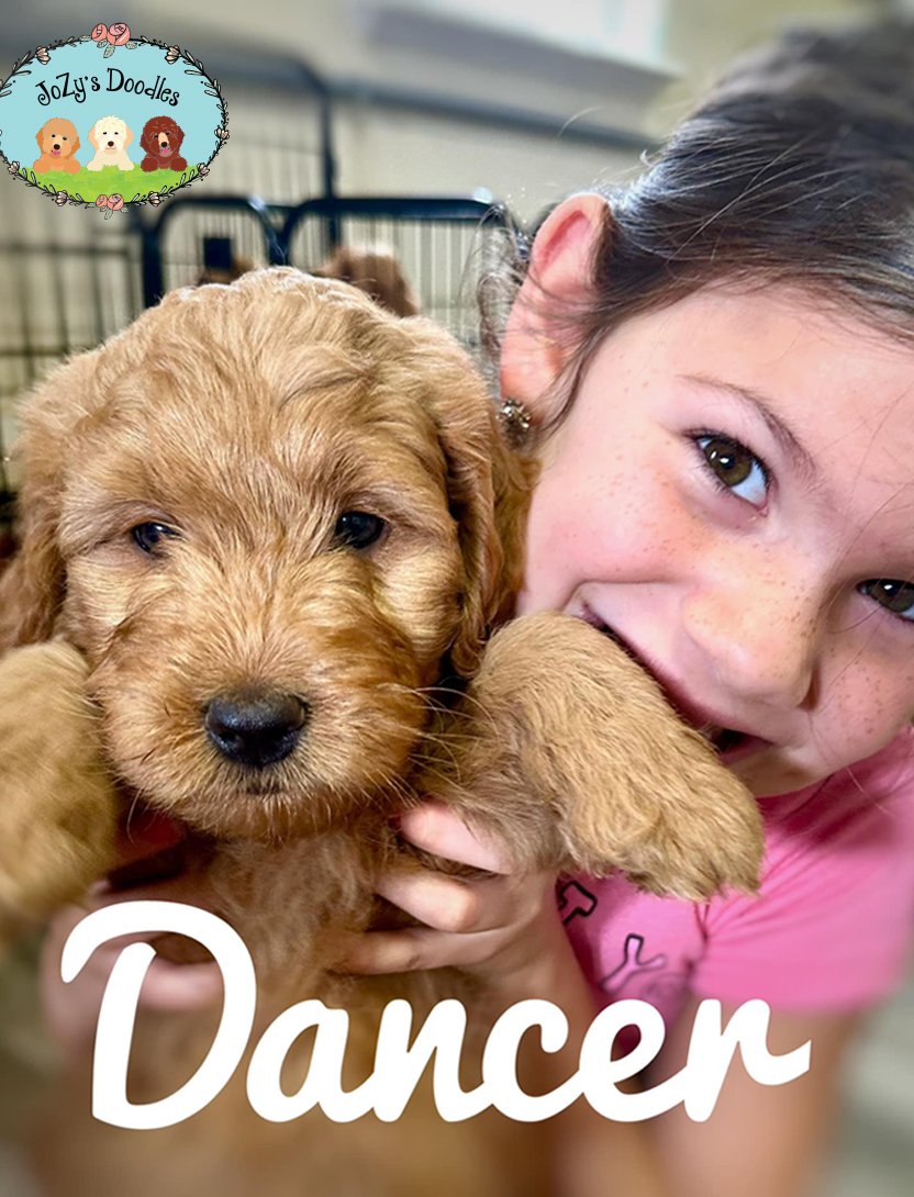 Dancer Goldendoodle Mini 8 weeks old