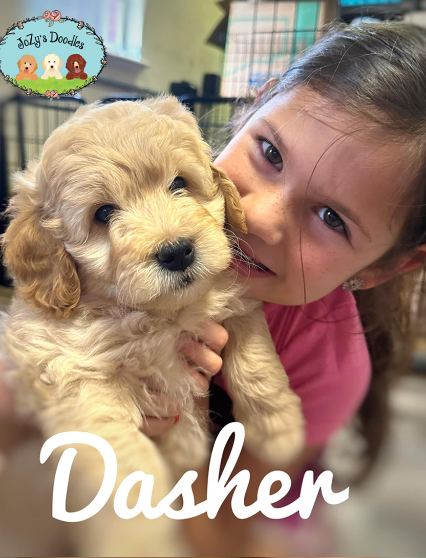 Dasher Goldendoodle Mini 8 weeks old