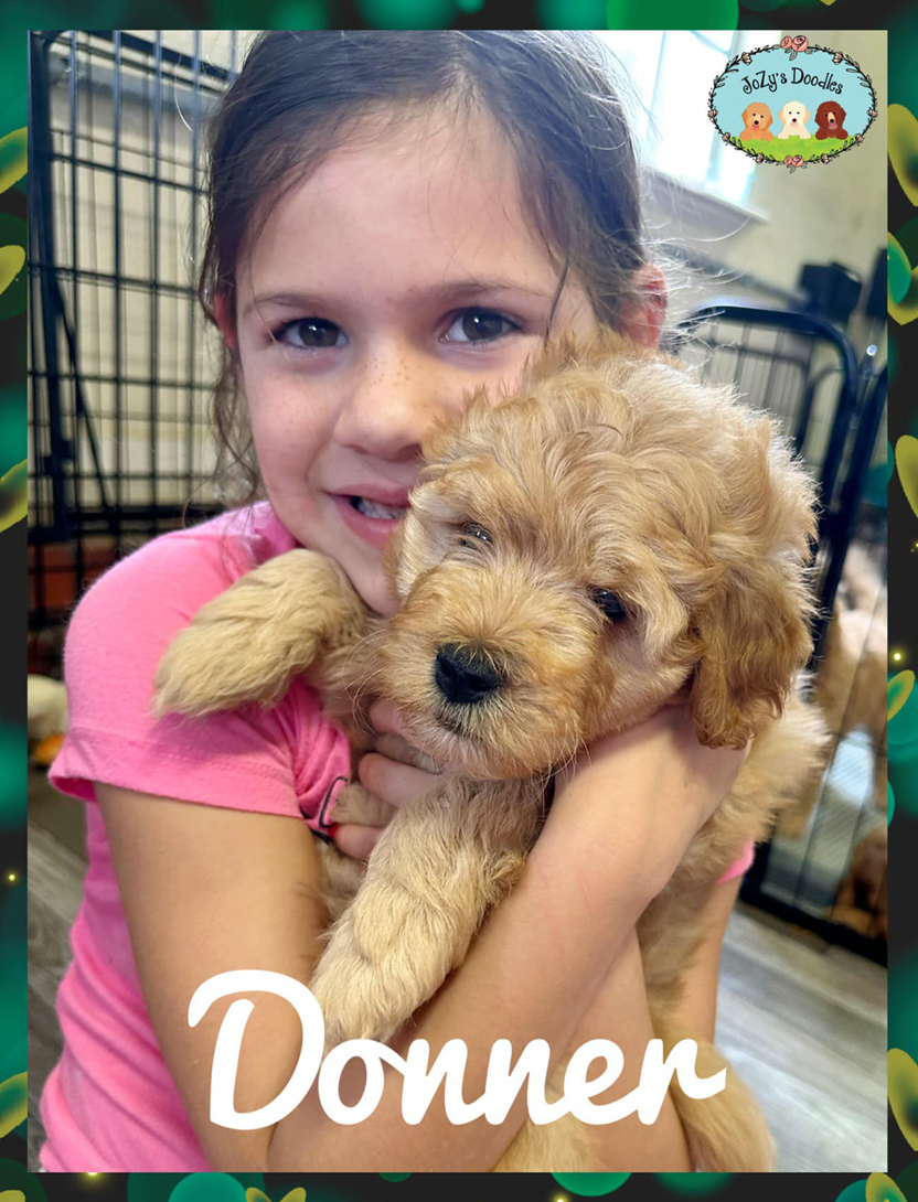 Donner Goldendoodle Mini 8 weeks old