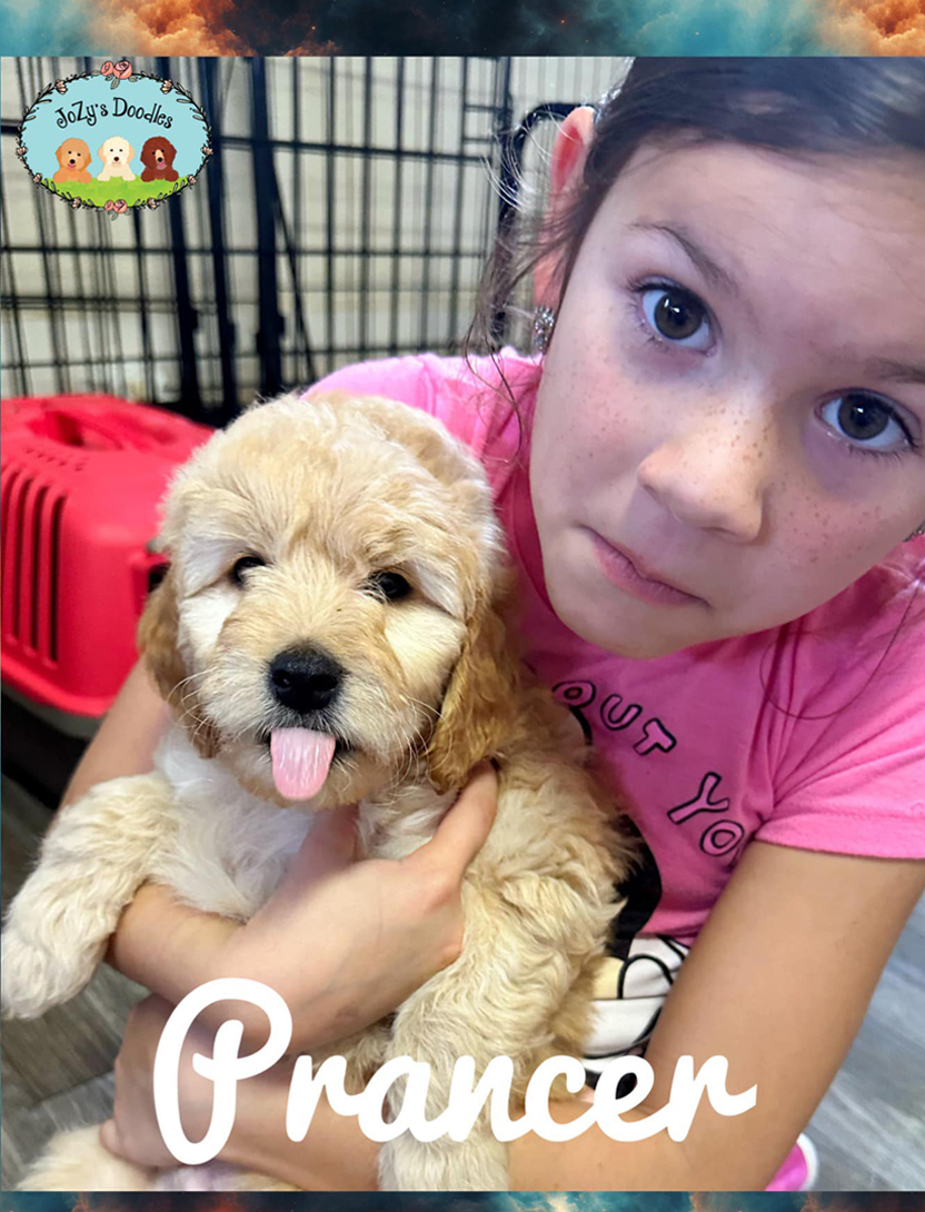 Donner Goldendoodle Mini 8 weeks old