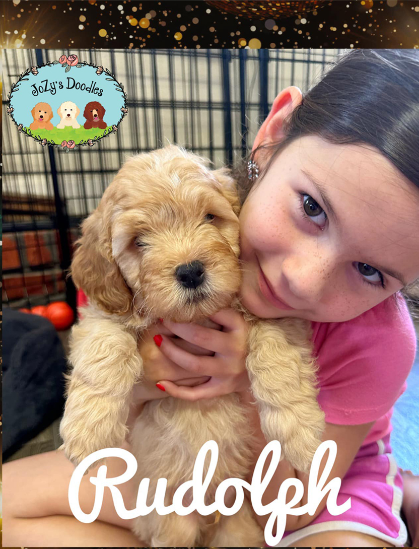 Rudolph Goldendoodle Mini 8 weeks old