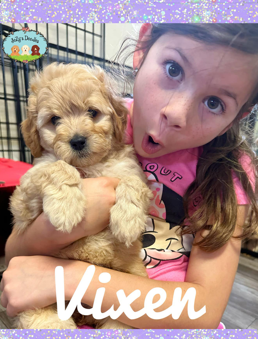 Vixen Goldendoodle Mini 8 weeks old