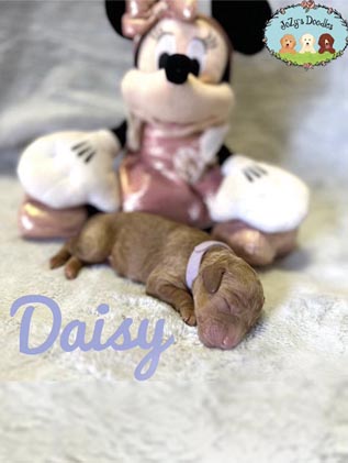 Daisy Mini Goldendoodle Puppy