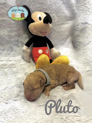 Pluto Mini Goldendoodle Puppy