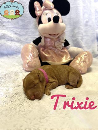 Trixie Mini Goldendoodle Puppy JoZy's Doodles