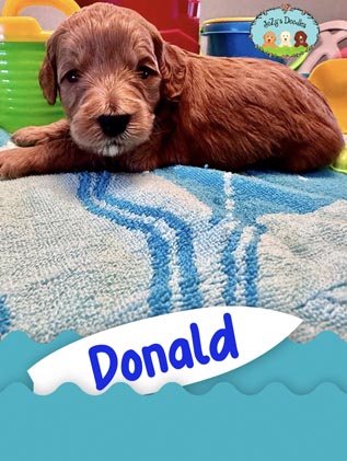 Donald JoZy's Doodles Mini Goldendoodle Puppies