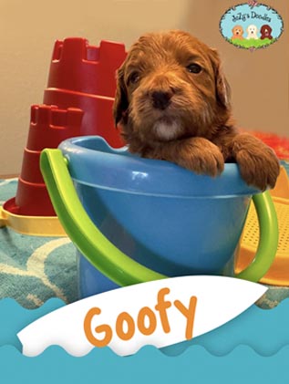 Goofy JoZy's Doodles Mini Goldendoodle Puppies